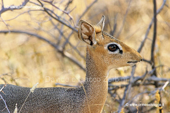 Dik dik 106-30-08